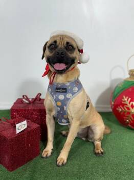 Pug and Beagle Dogs Available for Adoption - Rocky | PetCurious