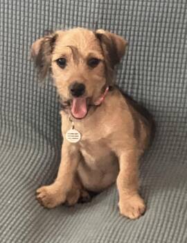 Darby available at Charlie