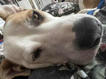 Roxy -  American Bulldog and Staffordshire Bull Terrier Dog for Adoption in Rochester, New York - Roxy | PetCurious