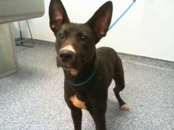 Labrador Retriever and Mixed Breed Dogs Available for Adoption - DREAM | PetCurious