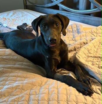 Daisy Mae -  Labrador Retriever Dog for Adoption in North Berwick, Maine - Daisy Mae | PetCurious