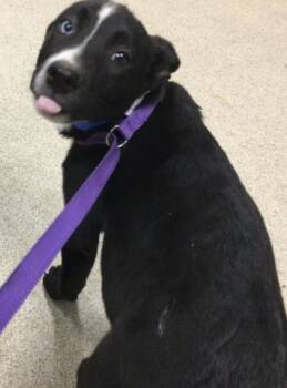 Mastiff and Mixed Breed Dogs Available for Adoption - ZACH | PetCurious