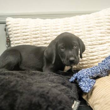 Parrain -  Labrador Retriever and Mixed Breed Dog for Adoption in Pawling, New York - Parrain | PetCurious