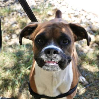 Millie -  Boxer Dog for Adoption in Pagosa Springs, Colorado - Millie | PetCurious