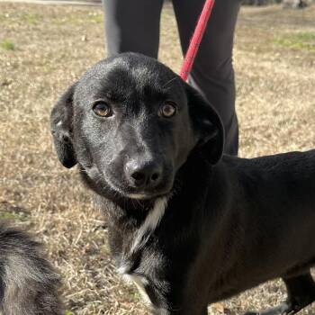 Labrador Retriever Dogs Available for Adoption - Luigi | PetCurious