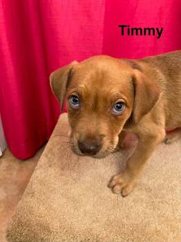 Blair pup1 (Timmy) -  Mixed Breed Dog for Adoption in Muskegon, Michigan - Blair Pup1 (Timmy) | PetCurious