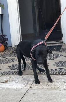 JAZZ -  American Staffordshire Terrier Dog for Adoption in Dallas, Texas - JAZZ | PetCurious