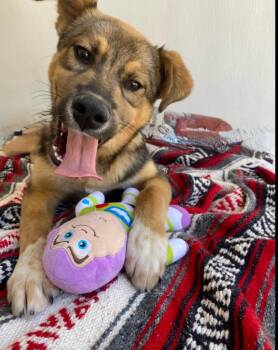 Puffin - ADOPTABLE -  German Shepherd Dog Dog for Adoption in Chilliwack, British Columbia - Puffin - ADOPTABLE | PetCurious