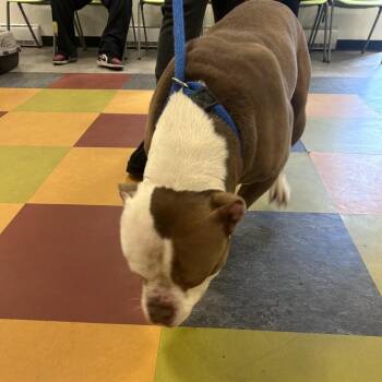 Rock -  Pit Bull Terrier Dog for Adoption in Philadelphia, Pennsylvania - Rock | PetCurious