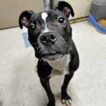Mixed Breed Dogs Available for Adoption in Portsmouth, Ohio - Indie | PetCurious