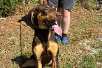 Doberman Pinscher and Mixed Breed Dogs Available for Adoption in Westland, Michigan - Leelu | PetCurious