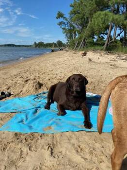 Canolli -  Mixed Breed Dog for Adoption in West Chester, Pennsylvania - Canolli | PetCurious