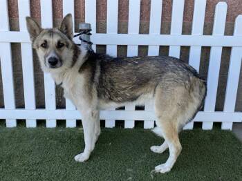 German Shepherd Dog and Mixed Breed Dogs Available for Adoption in Modesto, California - A609318 | PetCurious