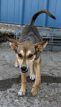 Jasmine -  Shepherd Dog for Adoption in Colorado Springs, Colorado - Jasmine | PetCurious
