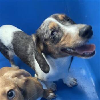 MISTY -  Dachshund Dog for Adoption in Dallas, Texas - MISTY | PetCurious
