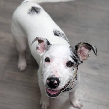 Mixed Breed Dogs Available for Adoption in Brownsboro, Alabama - Moo | PetCurious