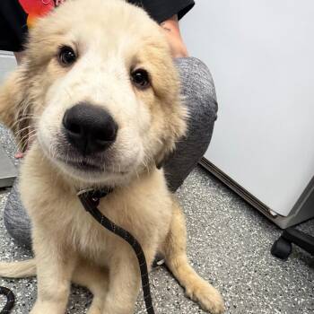 Rue -  Great Pyrenees and Mixed Breed Dog for Adoption in Parkersburg, West Virginia - Rue | PetCurious