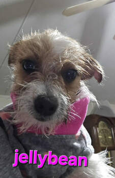 Rescue Terrier and Chihuahua Dogs for Adoption in Cranston, Rhode Island - Jellybean In TX | PetCurious