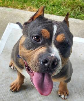 Pit Bull Terrier Dogs Available for Adoption in North Kingstown, Rhode Island - Guinness | PetCurious