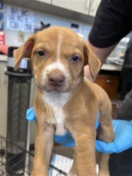 Terrier Dogs Available for Adoption in San Antonio, Texas - JENSEN | PetCurious