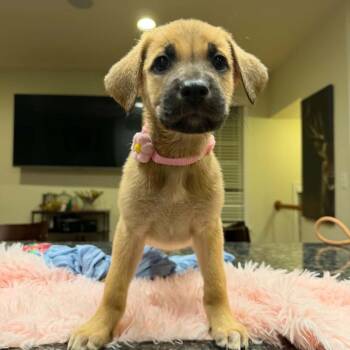 Puppy Pink -  Bullmastiff and German Shepherd Dog Dog for Adoption in Manchester, Pennsylvania - Puppy Pink | PetCurious