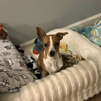 Squid -  Chihuahua and Mixed Breed Dog for Adoption in Rockville, Maryland - Squid | PetCurious