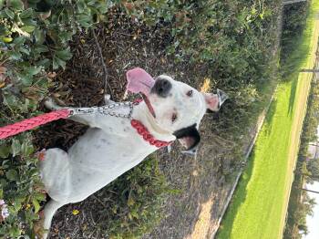 Rescue Border Collie and Pit Bull Terrier Dogs for Adoption in Lakeside, California - Perla | PetCurious