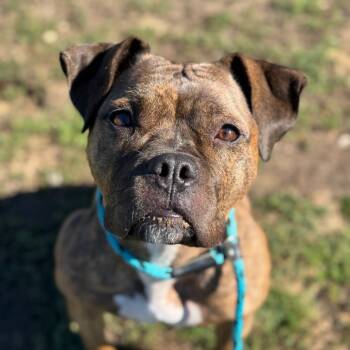 Rescue American Staffordshire Terrier Dogs for Adoption in Goleta, California - Emmy | PetCurious