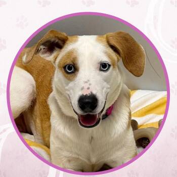 Mixed Breed Dogs Available for Adoption in Toms River, New Jersey - Botanical Babe | PetCurious
