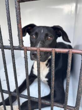 Flash -  Labrador Retriever Dog for Adoption in Mobile, Alabama - Flash | PetCurious