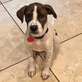 Ruthie -  Jack Russell Terrier and Mixed Breed Dog for Adoption in Houston, Texas - Ruthie | PetCurious