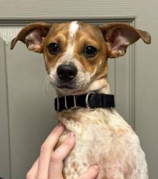 Teddy -  Terrier Dog for Adoption in Littleton, Colorado - Teddy | PetCurious
