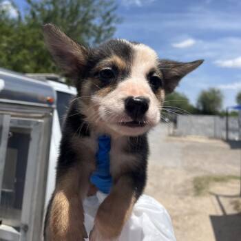 Mela -  Shepherd Dog for Adoption in Edinburg, Texas - Mela | PetCurious