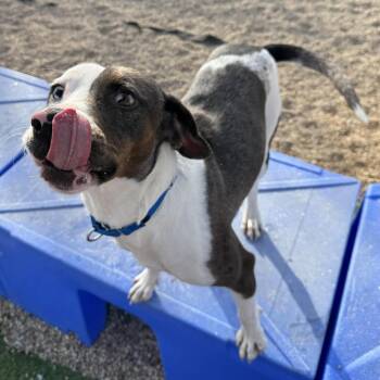 Rescue Catahoula Leopard Dog Dogs for Adoption in South Elgin, Illinois - Patches | PetCurious