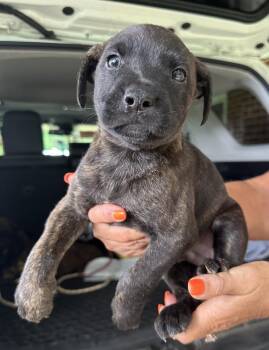 Paddington -  Shepherd and American Bulldog Dog for Adoption in Troy, Alabama - Paddington | PetCurious