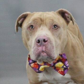 American Staffordshire Terrier Dogs Available for Adoption - Bruce | PetCurious