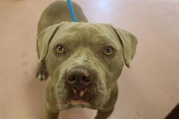 Mixed Breed Dogs Available for Adoption in Columbia, South Carolina - VEX | PetCurious