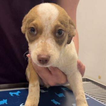 Chihuahua Dogs Available for Adoption - RYDER | PetCurious