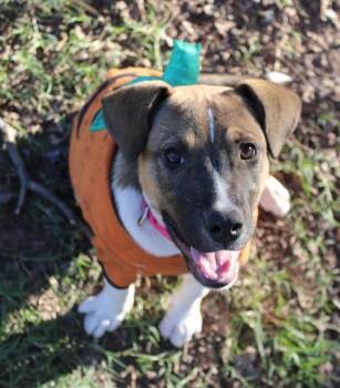 Rescue Beagle Dogs for Adoption in Calera, Alabama - Susie | PetCurious