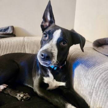 Rescue Black Labrador Retriever and Australian Cattle Dog Blue Heeler Dogs for Adoption in New Orleans, Louisiana - Ronnie McLovin | PetCurious
