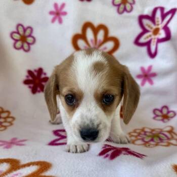 Kickball -  Corgi and Mixed Breed Dog for Adoption in Carencro, Louisiana - Kickball | PetCurious