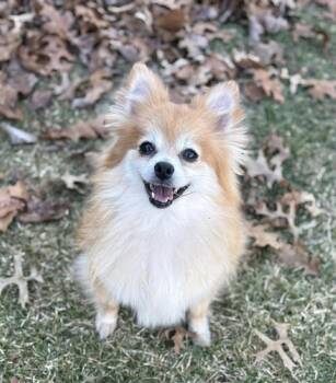 Pomeranian Dogs Available for Adoption in Toledo, Ohio - Pookie | PetCurious