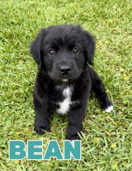 Bean -  Dachshund Dog for Adoption in Shalimar, Florida - Bean | PetCurious
