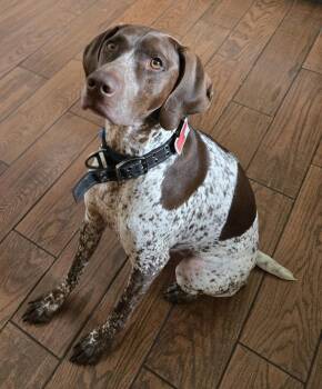 Odin -  German Shorthaired Pointer Dog for Adoption in Cottage Grove, Wisconsin - Odin | PetCurious