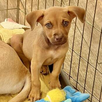 Barney -  Labrador Retriever Dog for Adoption in Austin, Texas - Barney | PetCurious