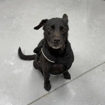 06/19/2026-Stray-GatewayCourt -  Mixed Breed Dog for Adoption in Columbus, Georgia - 06/19/2026-Stray-GatewayCourt | PetCurious
