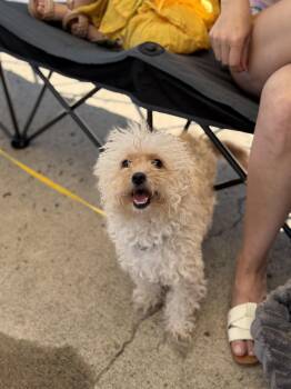 Maltipoo Dogs Available for Adoption - Vela | PetCurious