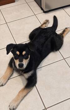 Rubin -  Husky Dog for Adoption in Germantown, Ohio - Rubin | PetCurious