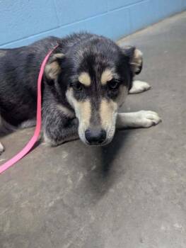 Husky and Shepherd Dogs Available for Adoption in Evansville, Indiana - Stella | PetCurious