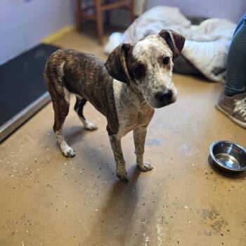 Mixed Breed Dogs Available for Adoption - Freckles | PetCurious